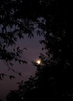 the moon is seen through some trees at night