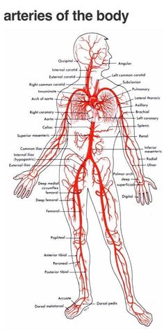 the major branches of the human body are labeled in red, and there is an image of