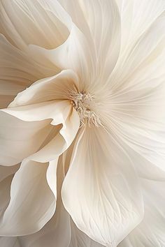 a white flower with large petals in the center