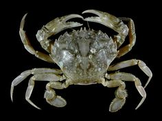 a close up of a crab on a black background