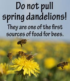 some bees are flying around a dandelion with the words do not pull spring dandelions they are one of the first sources of food for bees