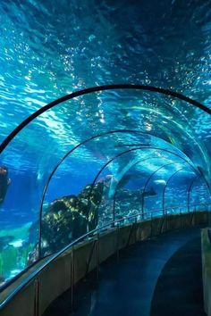 an underwater tunnel in the ocean with people looking at fish and other animals swimming around