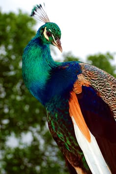 a colorful bird sitting on top of a tree branch in front of green leaves and trees