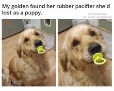 a golden retriever dog chewing on a toy in its mouth and then looking at the camera