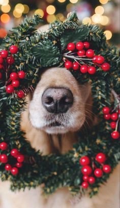 a dog wearing a christmas wreath with red berries on it's face and nose