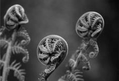 some very pretty looking plants in black and white