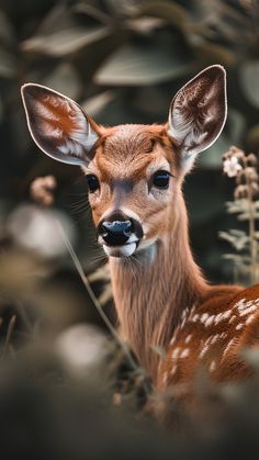 a young deer is looking at the camera