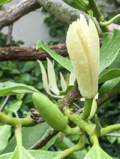 a close up of a flower on a tree with leaves and branches in the background