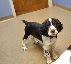 a black and white dog standing on top of a floor next to another dog in front of a door