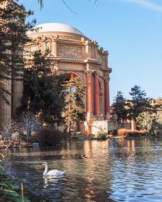 a swan swims in the water next to an ornate building with columns and arches