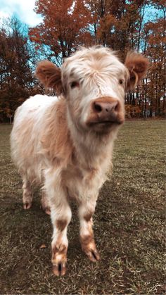 a brown and white cow standing on top of a grass covered field with trees in the background