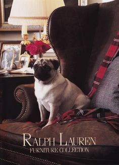 a pug dog sitting on top of a brown chair next to a lamp and pictures