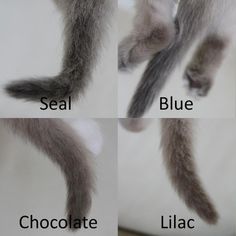 three pictures of cats with different colored furs, one is grey and the other is white