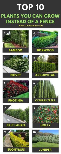 the top 10 plants you can grow instead of a fence in your yard or garden