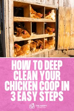 How to Disinfect a Chicken Coop | The Happy Chicken Coop Chicken Beds, Farm Diy, Chicken Manure, Farm Chicken, Chicken Health, Raising Backyard Chickens, Backyard Chicken Coops, Nesting Box