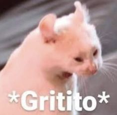 a small white cat with the caption gritto