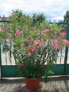 a potted plant with pink flowers in front of a green gate and brick walkway