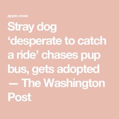 the words stay dog desperate to catch a ride chase pup bus, gets adopted - the washington post