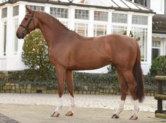 a brown horse standing in front of a white house