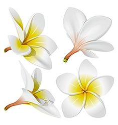 four white and yellow flowers on a white background