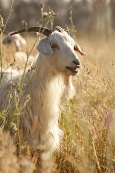 there is a goat that is standing in the tall grass and looking at the camera