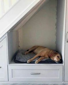 a brown dog laying on top of a bed under a stair case in a room