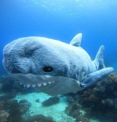 a large white shark with its mouth open swimming in the ocean next to a scuba diver