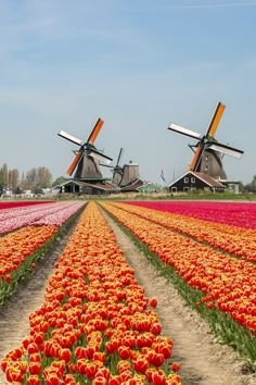 two windmills in the middle of a field of tulips and other flowers