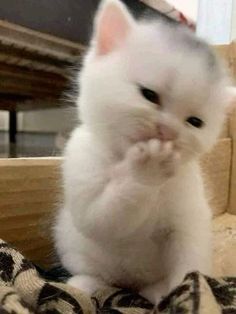 a small white kitten sitting on top of a couch