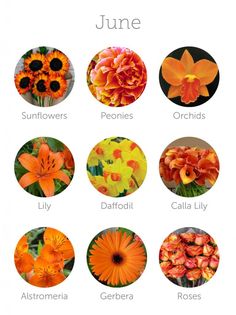 an image of some flowers that are in the same circle on a screen with names