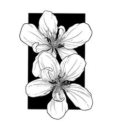 three flowers are in the middle of a black and white square frame, with one flower on