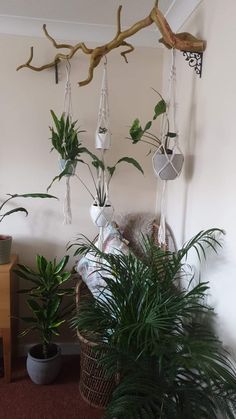 some plants are hanging from a tree branch in a room with carpeting and walls