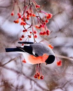 a bird sitting on top of a tree filled with berries