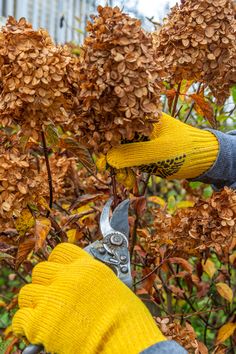 Hydrangea Winter Care, Pruning Plants, Hydrangea Tree, Fall Hydrangea, Limelight Hydrangea