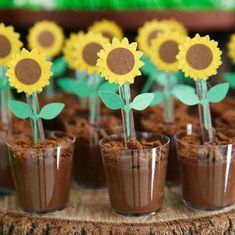 there are sunflowers in small cups with dirt on the ground next to them