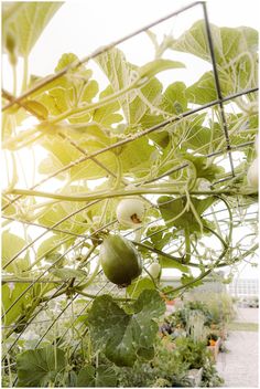 green tomatoes growing on the vine in a greenhouse