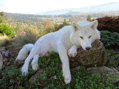 a white wolf laying on top of a rock