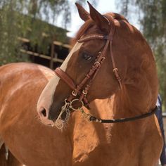 a close up of a brown horse wearing a bridle