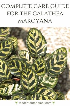 the complete care guide for the calathea makoyana plant with text overlay