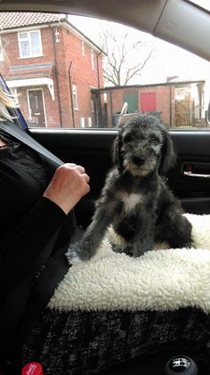 a small dog sitting on top of a white blanket in the back seat of a car