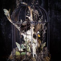 a bird cage with a skull in it and some plants inside that is filled with dead birds