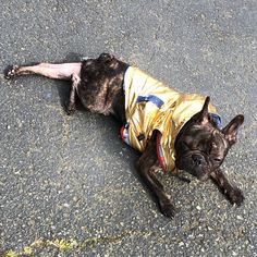 a dog laying on the ground wearing a raincoat