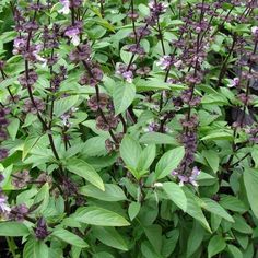 purple flowers are blooming in the middle of green leaves and plants with brown stems