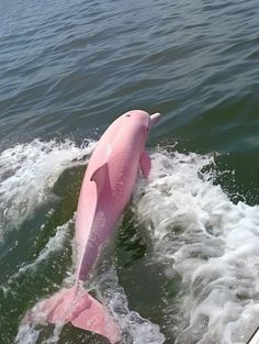 a pink dolphin is in the water and has it's head out to sea