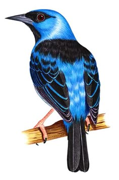 a blue and black bird sitting on top of a tree branch next to a white background