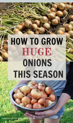 a person holding a bowl full of onions with the words how to grow huge onions this season