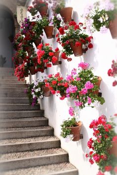 many potted flowers on the side of a building