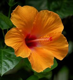 a yellow flower with red stamen and green leaves in the foreground, on a dark background