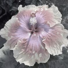 a pink and white flower sitting on top of a leaf