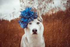 a husky dog with blue flowers on its head stands in tall grass and looks at the camera